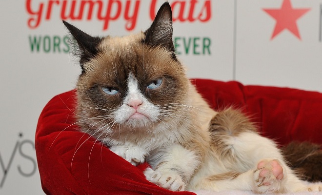 Viral Internet Sensation Grumpy Cat Passes Away Oyeyeah